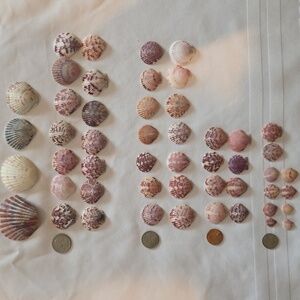 50 Assorted Calico Seashell Collection in Earthy Pink,Purple & White Hues